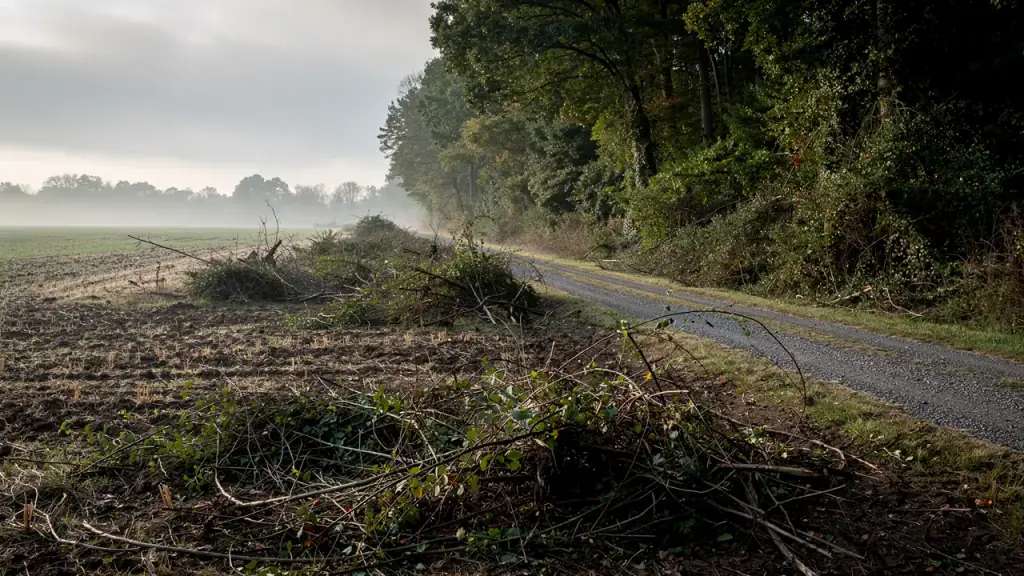 A rural field edge with cut brush and vines piled beside a gravel farm drive in morning mist